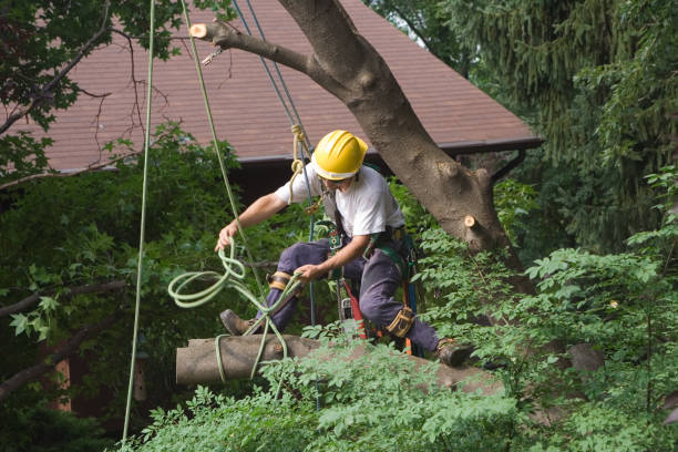 Best Tree Mulching  in Somerset, PA