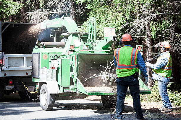 Best Tree Maintenance Programs  in Somerset, PA