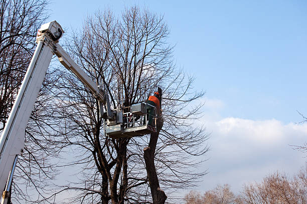 Best Firewood Processing and Delivery  in Somerset, PA